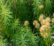 2020 09 13 LongFellowGardens 029